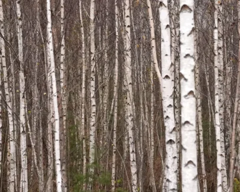 В четверг осадков не будет, гололедица утром и улучшение условий на дорогах