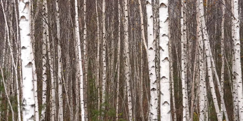 В четверг осадков не будет, гололедица утром и улучшение условий на дорогах