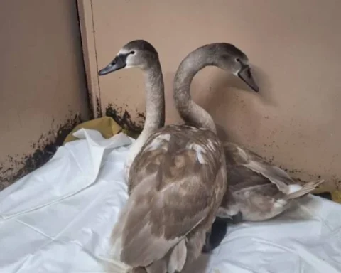В Даугавпилсе лебеди заболели после кормления хлебом — муниципальные службы реагируют
