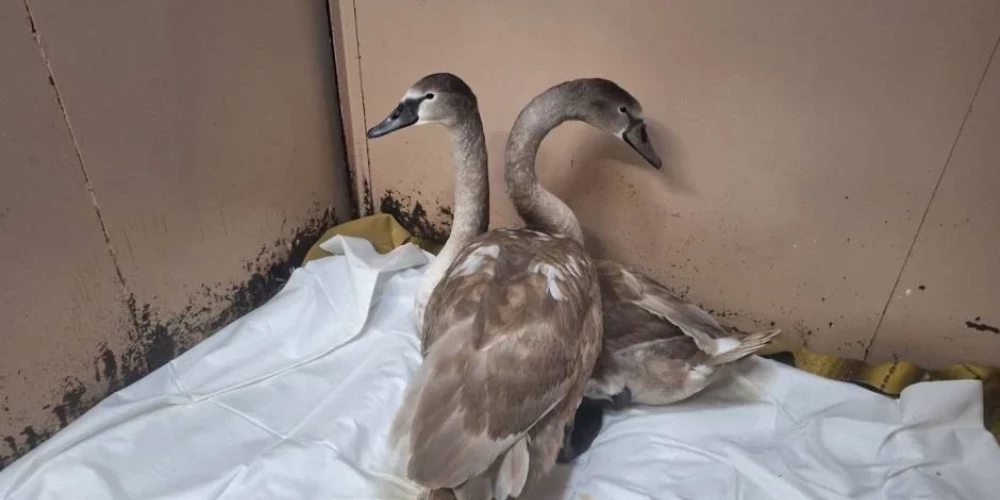 В Даугавпилсе лебеди заболели после кормления хлебом — муниципальные службы реагируют