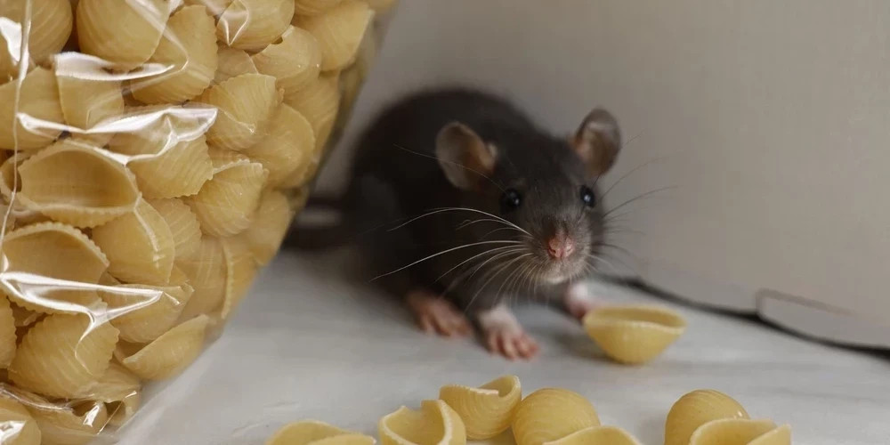 В Даугавпилсе подтвержден случай заболевания вирусом лихорадки хатчинса и его симптомы