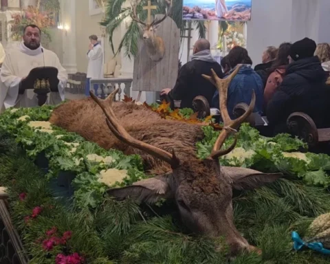 В Латвии на мессе выставили тело убитого оленя — споры о праздновании Дня Святого Губерта