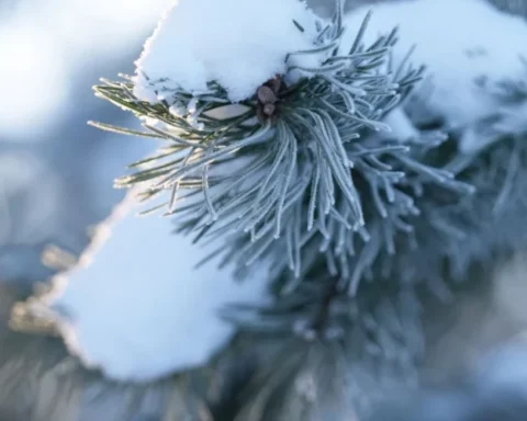 В Латвии на следующей неделе может наступить метеорологическая зима