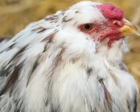 В Латвии впервые зафиксирована болезнь Ньюкасла у кур