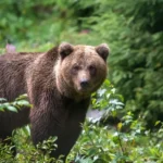 В латвийских лесах нашли три десятка ранее неучтённых бурых медведей