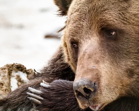 В Огрском крае уточняются обстоятельства убийства медведя и возможная связь с охотничьим клубом