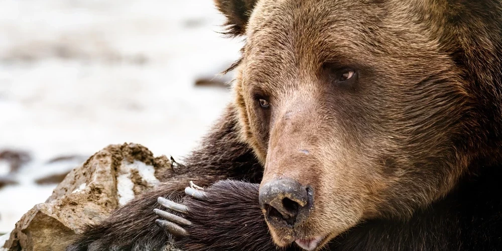 В Огрском крае уточняются обстоятельства убийства медведя и возможная связь с охотничьим клубом