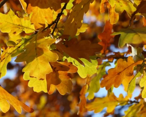 В пятницу в Латвии прогнозируется рекордно высокая температура воздуха