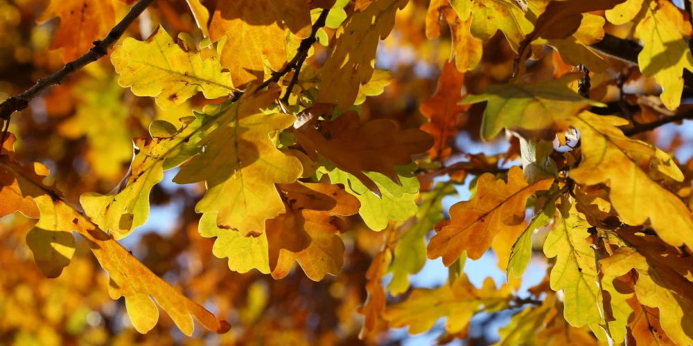 В пятницу в Латвии прогнозируется рекордно высокая температура воздуха