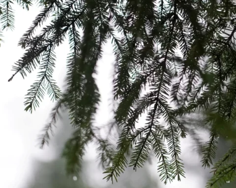 В Риге в пятницу обещают солнечную погоду при температуре до -2 градусов