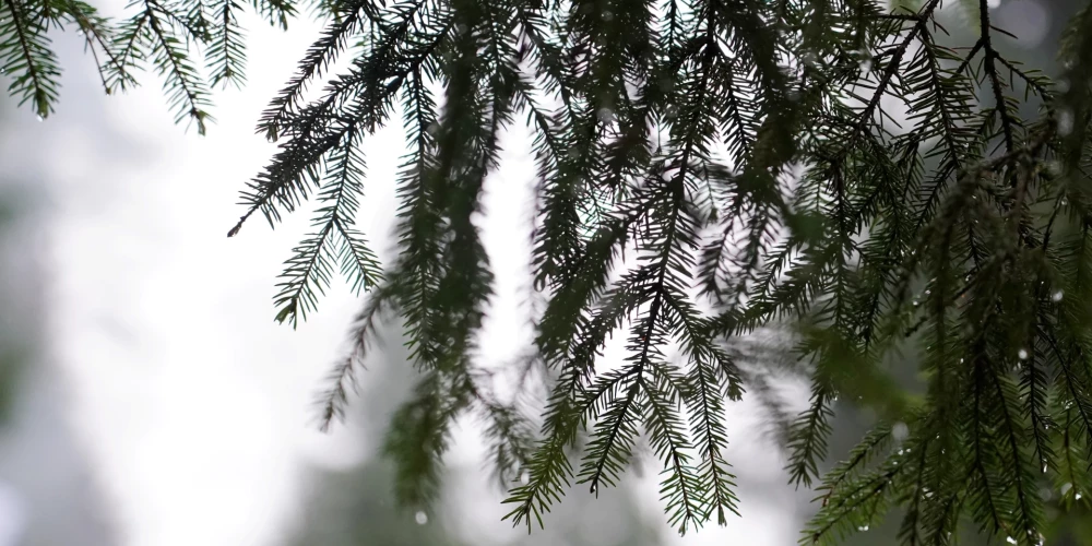 В Риге в пятницу обещают солнечную погоду при температуре до -2 градусов