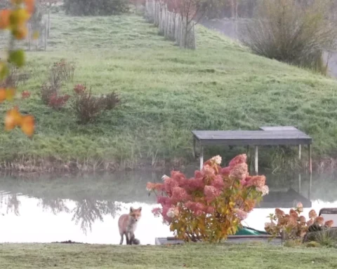 В субботу в Латвии ожидается густой туман и местные дожди