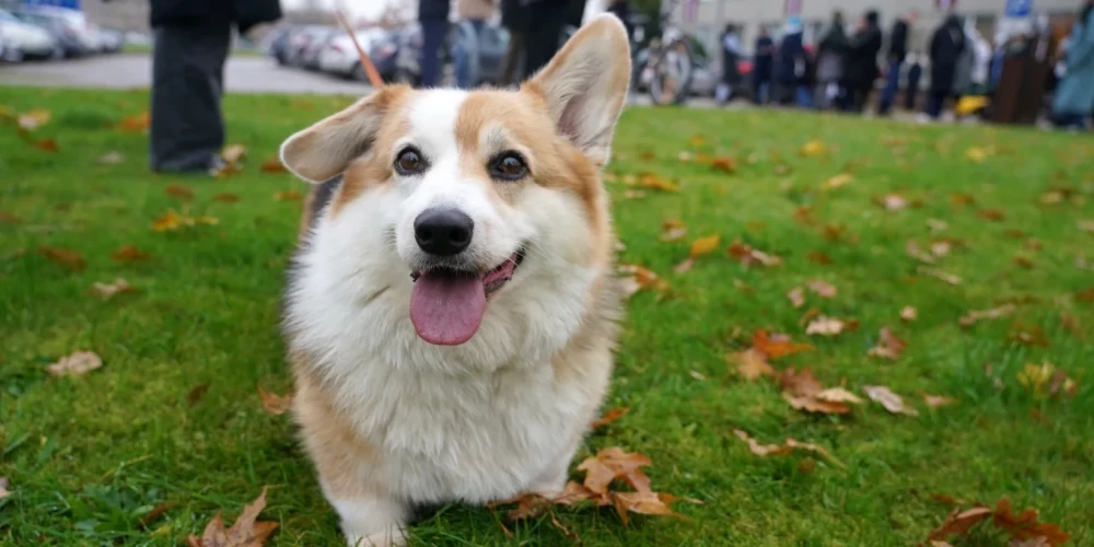 В воскресенье в Латвии облачная погода с осадками и гололедицей