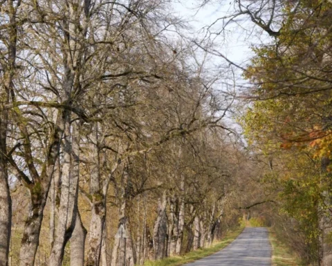 В воскресенье в Латвии ожидается потепление до +6 градусов с возможными осадками