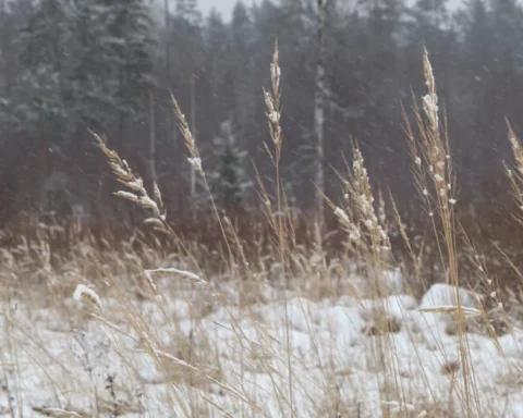 Во вторник в Латвии не ожидается существенных осадков, наиболее солнечно в Курземе и Видземе