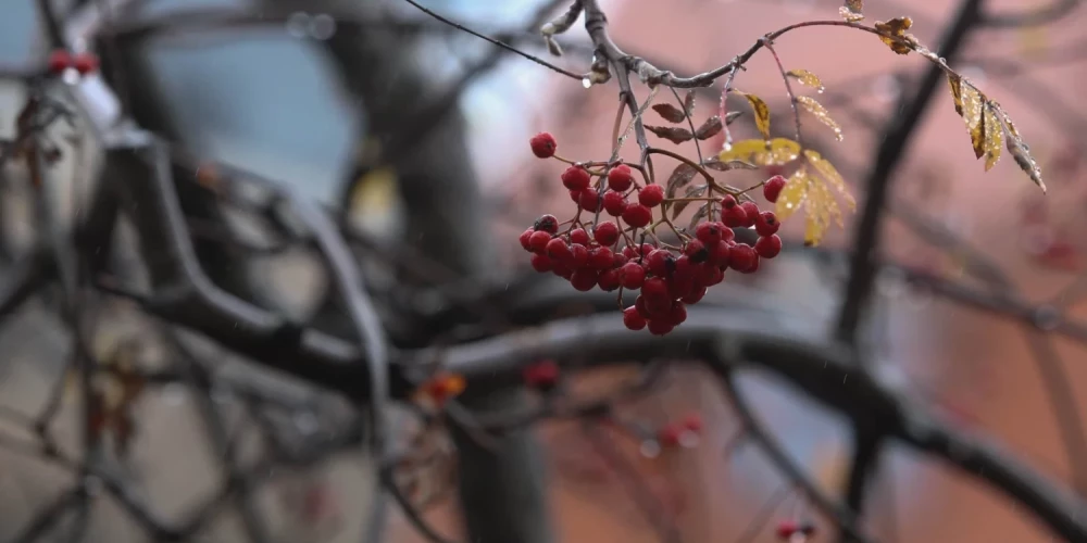 Во вторник в Латвии ожидаются дожди и умеренный ветер до 15 м/с