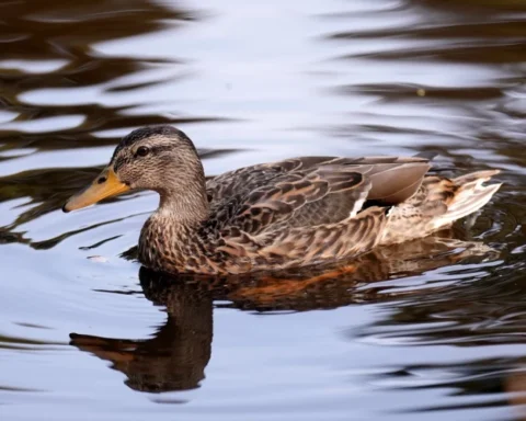 Во вторник в Латвии ожидаются дожди и ветер до 16 м/с