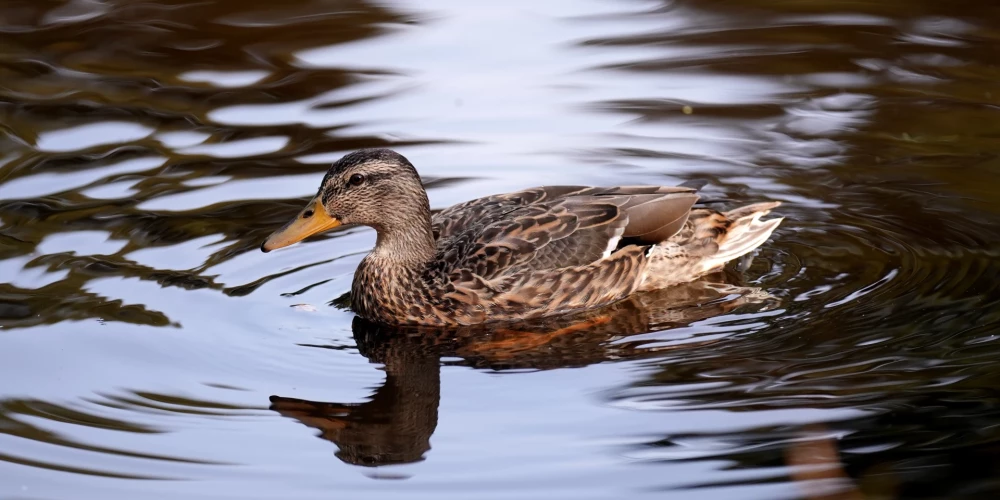 Во вторник в Латвии ожидаются дожди и ветер до 16 м/с