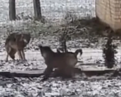 Волки свободно бродят у частных домов в Валмиерском крае