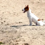 Юрмала отвергла петицию с 750 подписями о запрете собак на пляже в любое время года