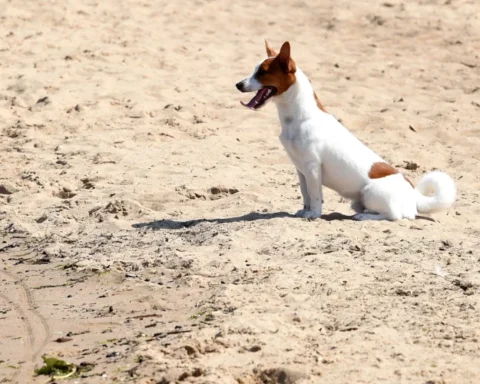 Юрмала отвергла петицию с 750 подписями о запрете собак на пляже в любое время года