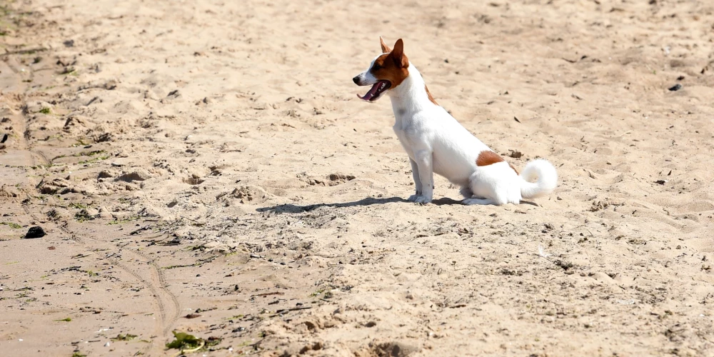 Юрмала отвергла петицию с 750 подписями о запрете собак на пляже в любое время года