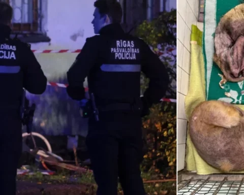 Защитники животных критикуют действия рижской полиции после случая с больной собакой