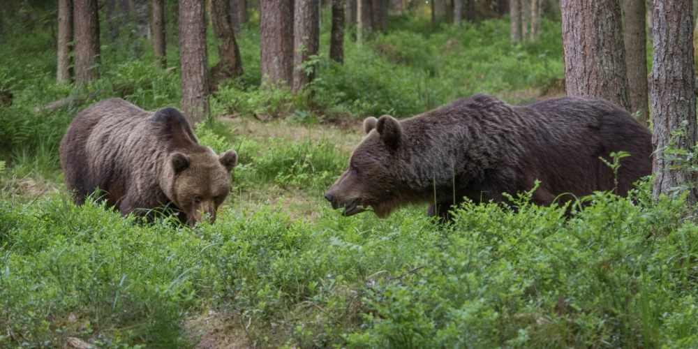 Жители Резекненского края объединились из-за угрозы нападений волков и медведей