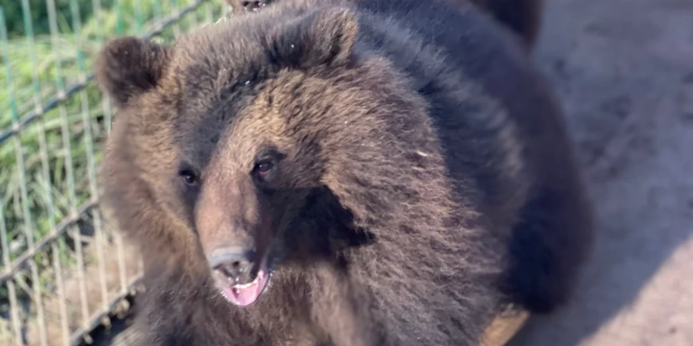 Частный зоопарк в Латвии вынужден выкупать медведей у государства из-за аукциона