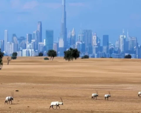 Flydubai анонсирует прямой рейс в Дубай на пресс-конференции в Риге 12 декабря