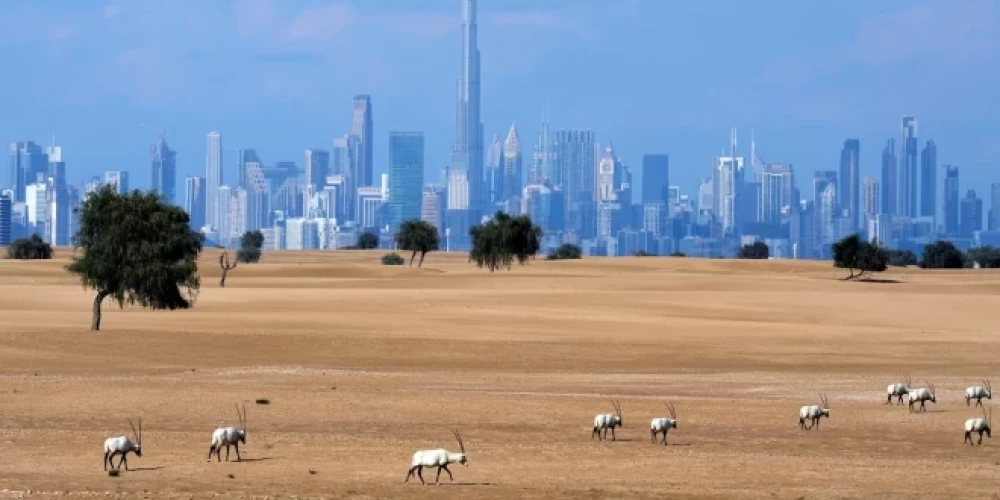 Flydubai анонсирует прямой рейс в Дубай на пресс-конференции в Риге 12 декабря