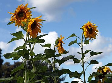 Исповедь украинки о рабстве и пытках в оккупированном Россией Херсоне