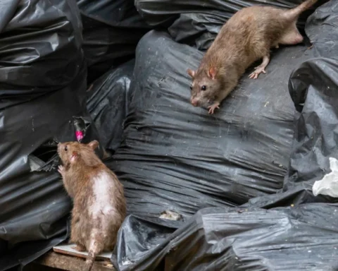 Крысы угрожают Риге болезнями, жители требуют действий от властей