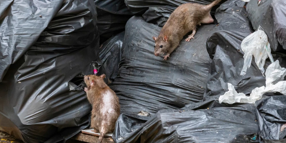 Крысы угрожают Риге болезнями, жители требуют действий от властей