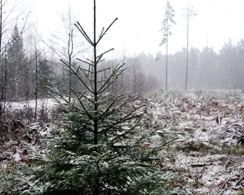 Латвийцам напоминают о поиске правильной елки в лесу с помощью аппликации