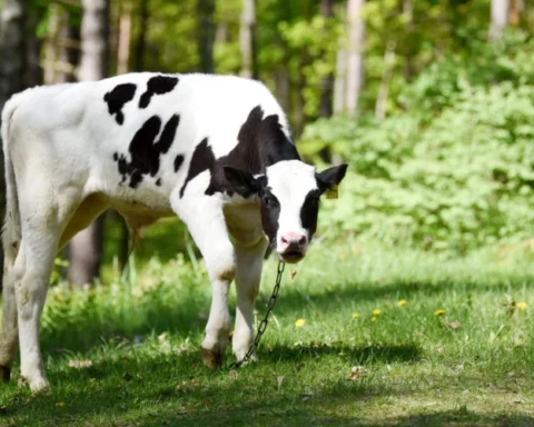 Латвийские молочники отчитались о рекордном экспорте и предупредили о грядущих угрозах