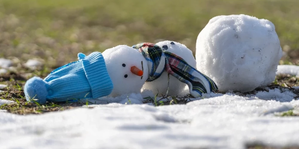 Латвийские ученые прогнозируют рост винограда и дынь вместо яблок в ближайшие годы