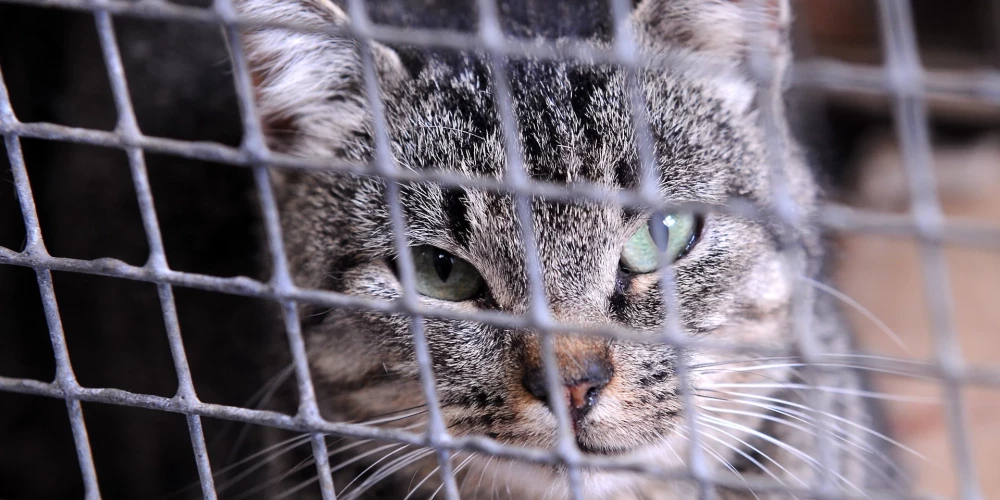 Латвийскую полицию обвиняют в бездействии по делу о жестоком обращении с животными