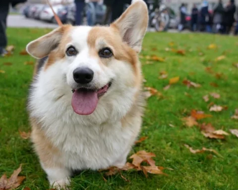 Ненормальная осень 2025 года в Латвии: осадки на уровне 146,7 миллиметра