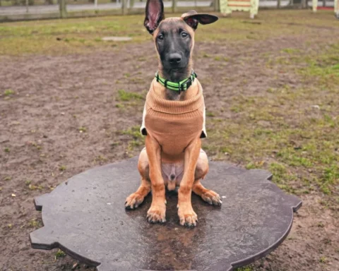 Обновлена первая площадка для выгула собак в Риге за 12 300 евро