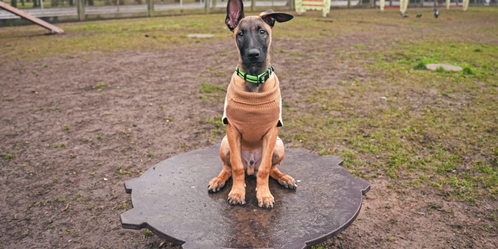 Обновлена первая площадка для выгула собак в Риге за 12 300 евро