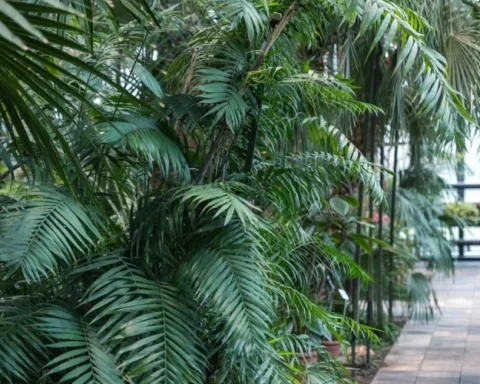 Обновленная пальмовая оранжерея Ботанического сада в Риге открыла свои двери для посетителей