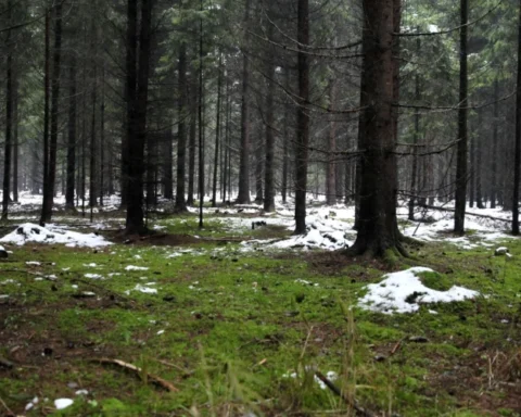 Оттепель в Латвии: во вторник температура достигнет +4 градусов