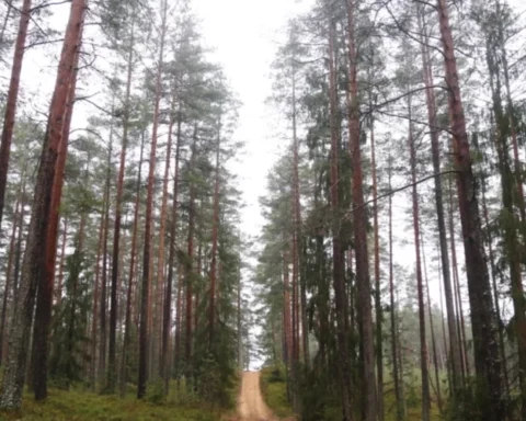 Пасмурная среда в Латвии: туман и температура до +6 градусов