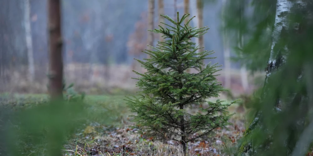 Прогноз погоды на пятницу: переменная облачность и умеренный ветер до 16 м/с