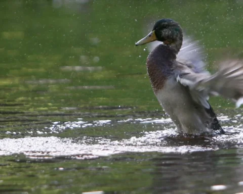 Пятница в Латвии будет пасмурной с небольшим дождём и туманом