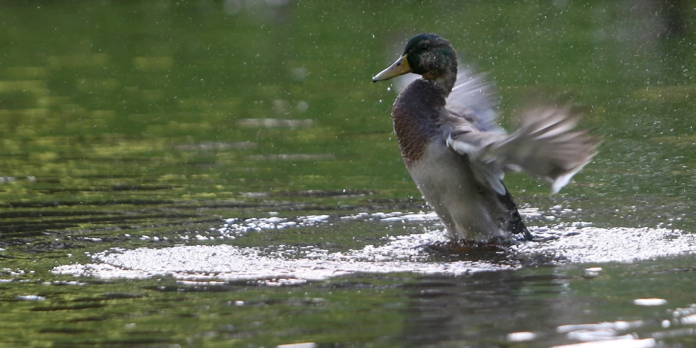 Пятница в Латвии будет пасмурной с небольшим дождём и туманом