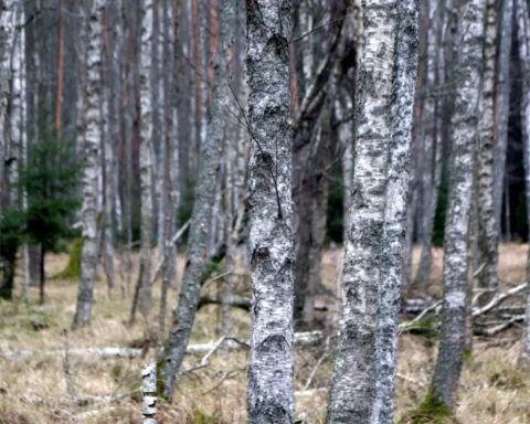 Рекорд декабря 2006 года по теплу может быть побит в этом месяце