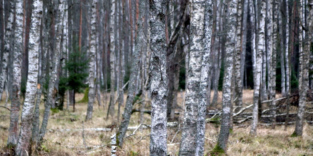 Рекорд декабря 2006 года по теплу может быть побит в этом месяце