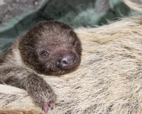 Рижский зоопарк впервые встречает необычное пополнение — новорожденного ленивца
